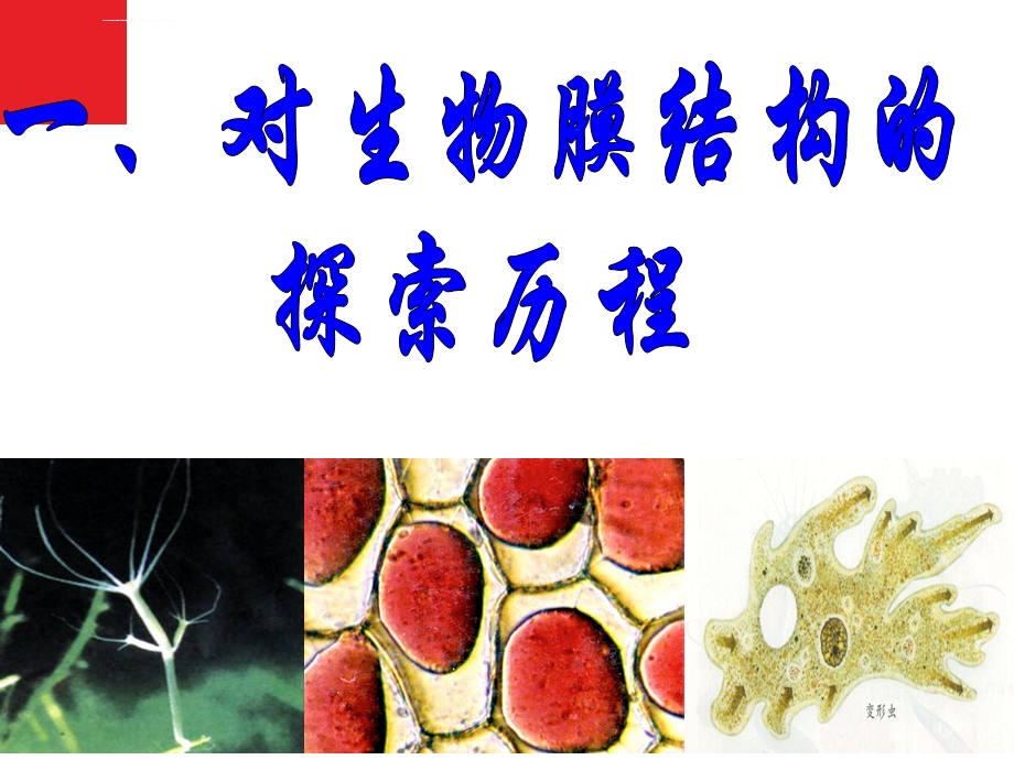 必修1第4章第2节生物膜的流动镶嵌模型ppt课件.ppt_第3页