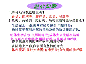 河北省人教版八年级生物上册517哺乳动物课件(共30张).ppt