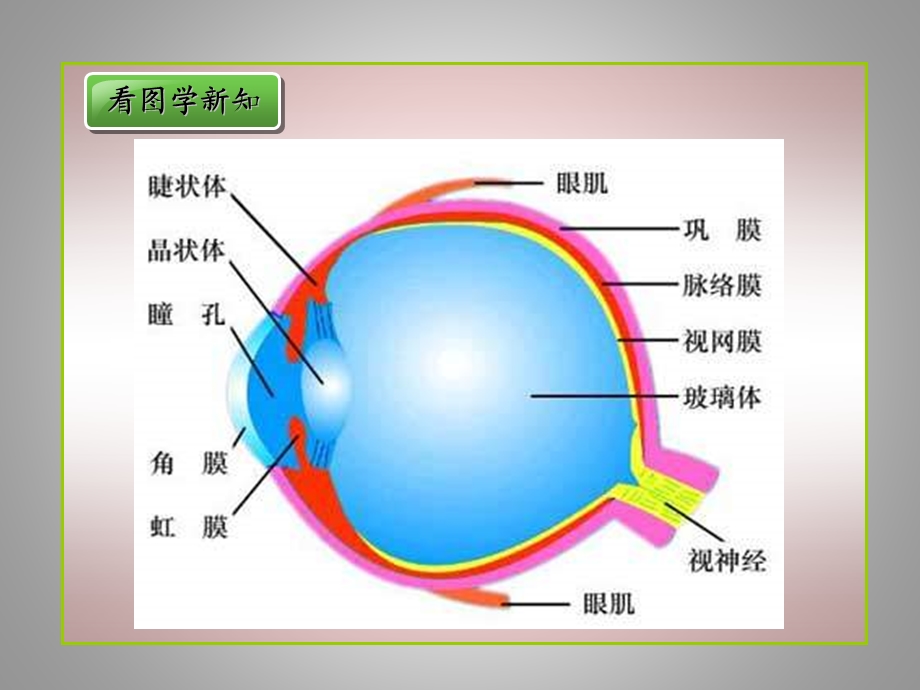 济南版生物七下第四节《人体对周围世界的感知》课件.ppt_第2页