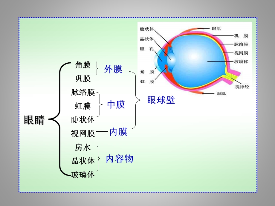 济南版生物七下第四节《人体对周围世界的感知》课件.ppt_第3页