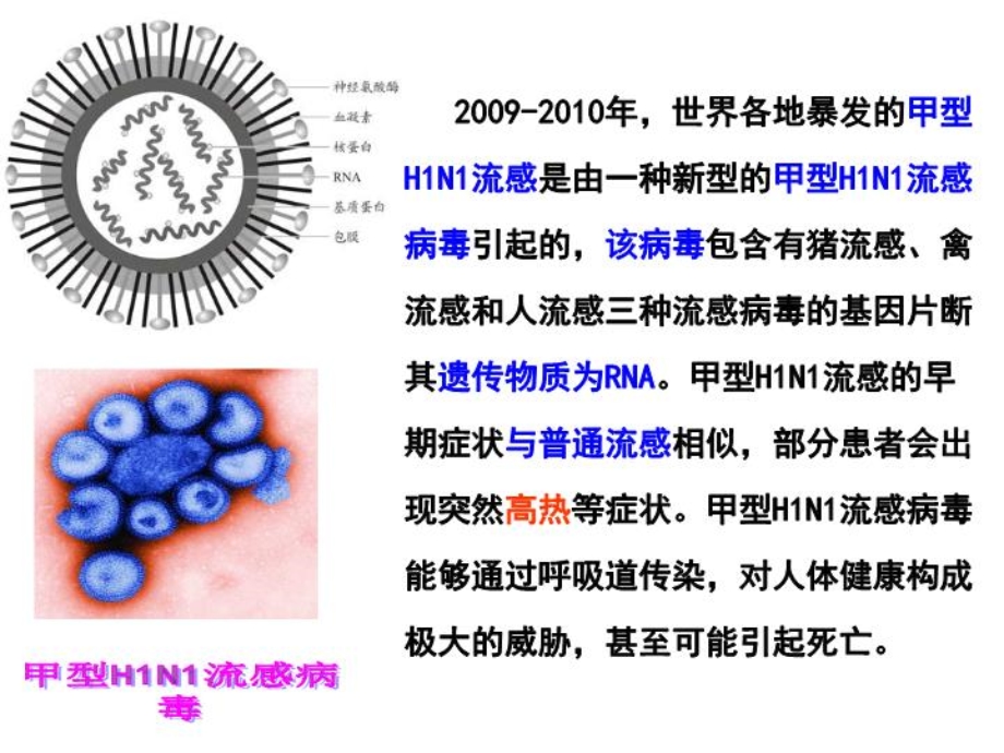 必修三《免疫系统与免疫功能》课件.ppt_第2页