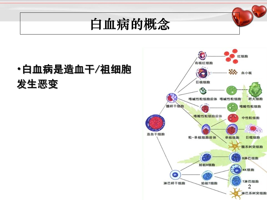 常见血液病急性白血病的MICM分型和预后学习课件.ppt_第2页