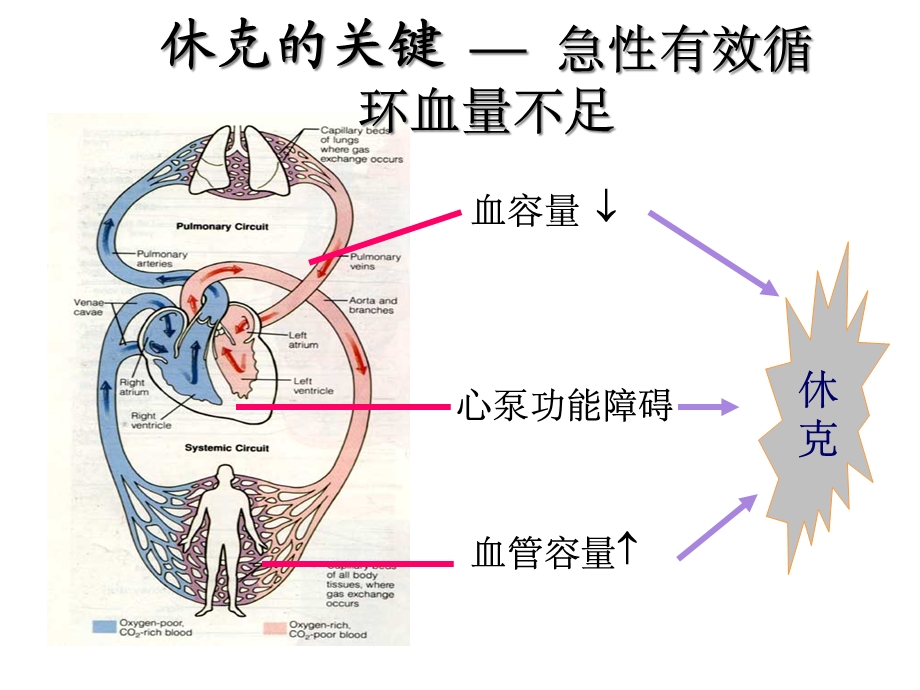 感染性休克的液体治疗课件.ppt_第3页