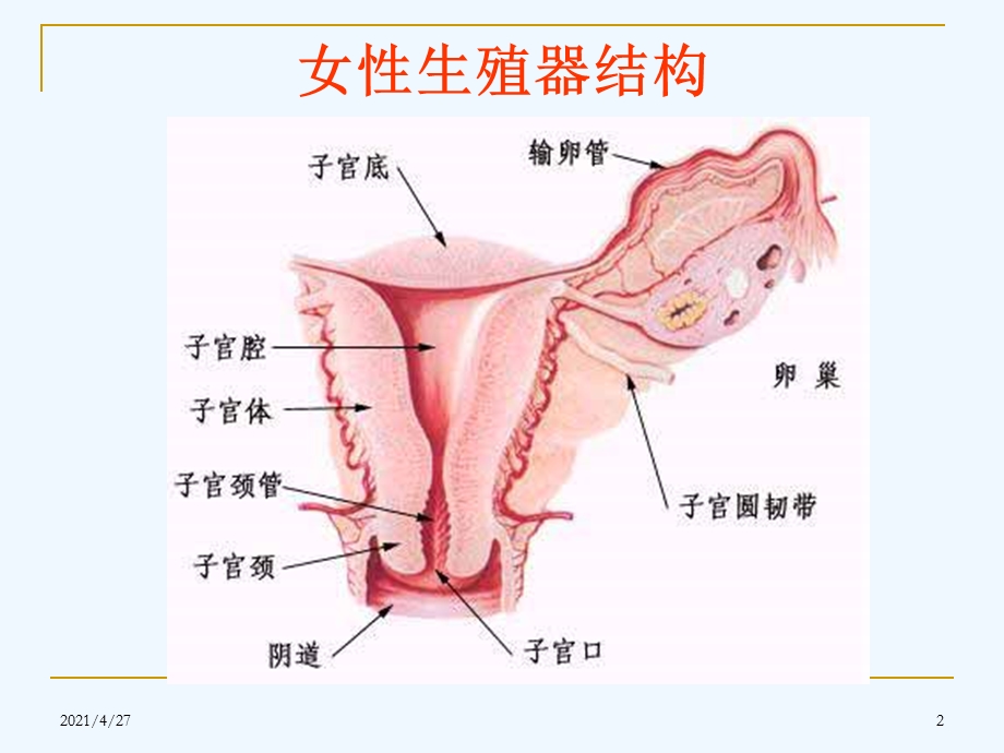 宫颈炎附件炎盆腔炎课件.ppt_第2页