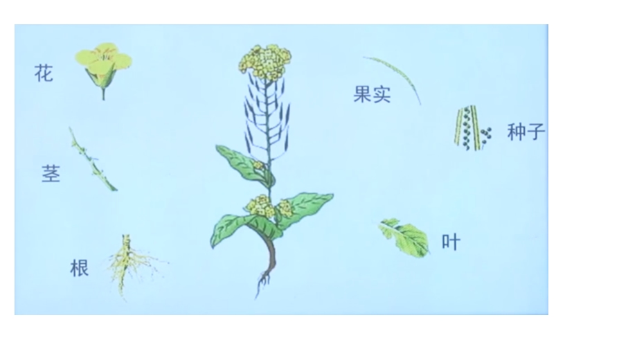 大象版小学科学新版三年级下册科学开放的花朵课件.pptx_第3页