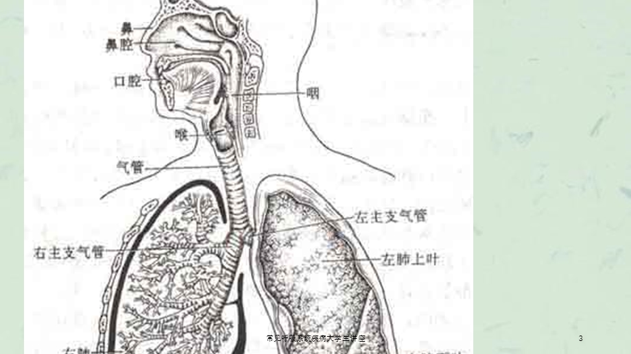 常见呼吸系统疾病大学生讲座课件.ppt_第3页