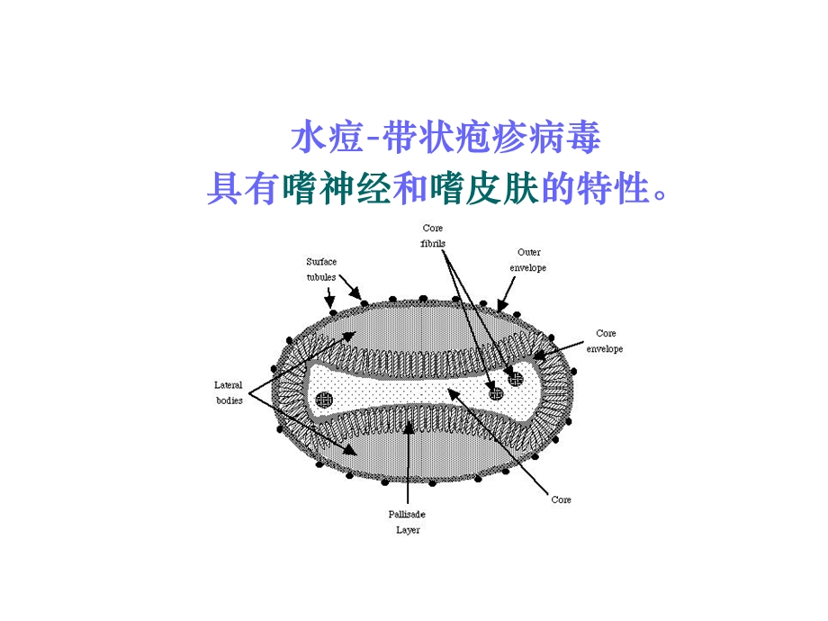 带状疱疹健康教育课件.ppt_第3页