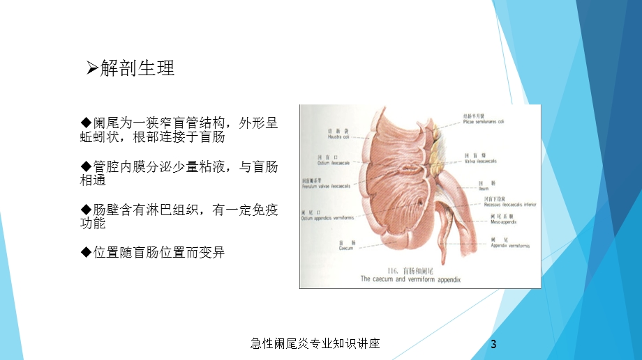 急性阑尾炎专业知识讲座培训课件.ppt_第3页