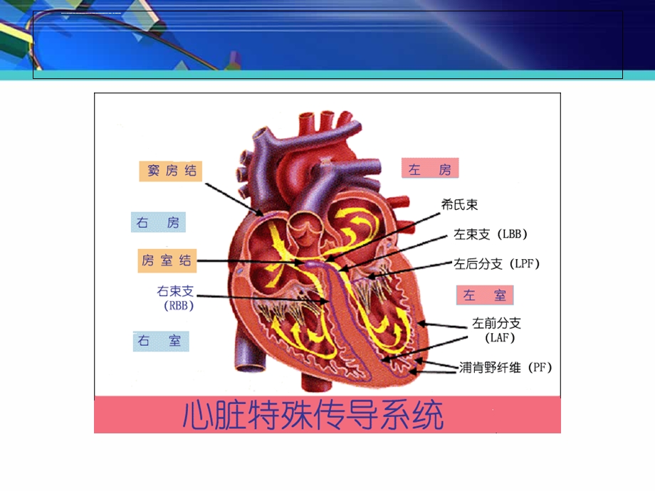 怎样快速诊断心律失常ppt课件.ppt_第2页