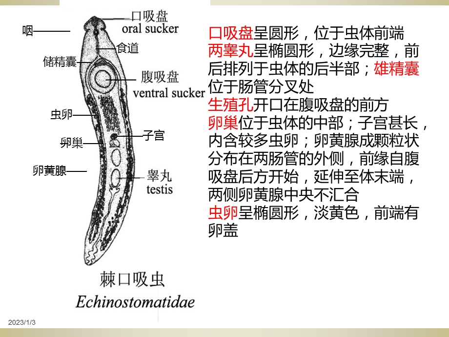 棘口吸虫病ppt课件.ppt_第3页