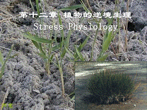 植物生理学——植物的逆境生理ppt课件.ppt