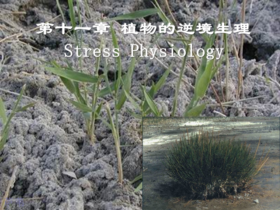 植物生理学植物逆境生理ppt课件.ppt_第1页