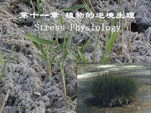 植物生理学植物逆境生理ppt课件.ppt