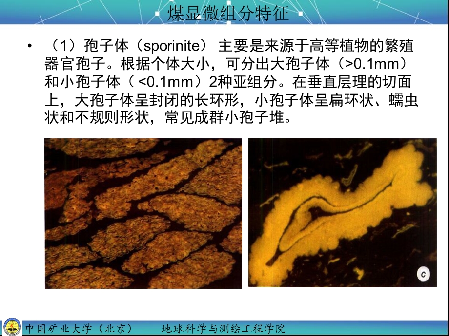 显微组分特征ppt课件.ppt_第2页