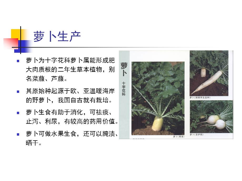 根菜类蔬菜种植技术ppt课件.pptx_第3页