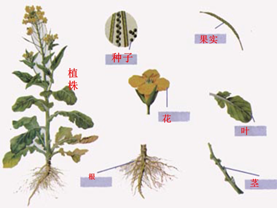 植物器官形态ppt课件.ppt_第2页