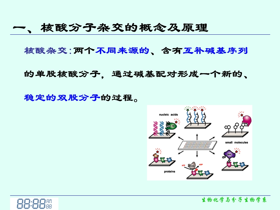 核酸杂交技术分子生物学ppt课件.pptx_第3页