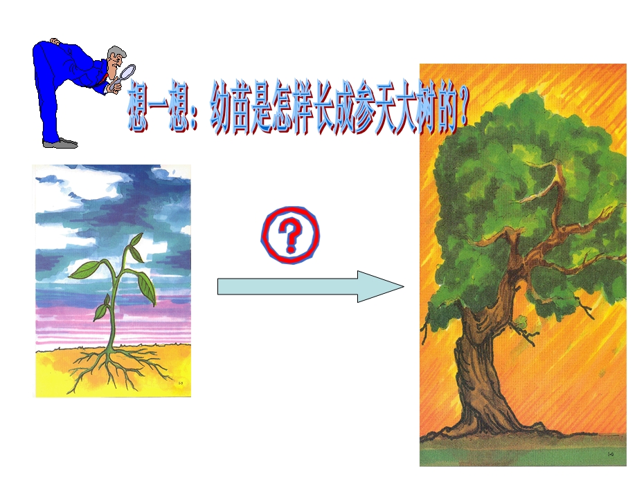 植株的生长ppt课件.ppt_第3页