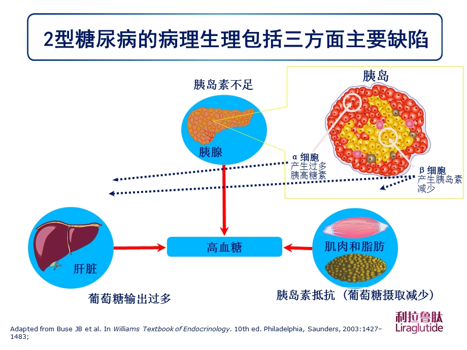 新GLP 1类似物——开启糖尿病治疗新篇章ppt课件.ppt_第3页