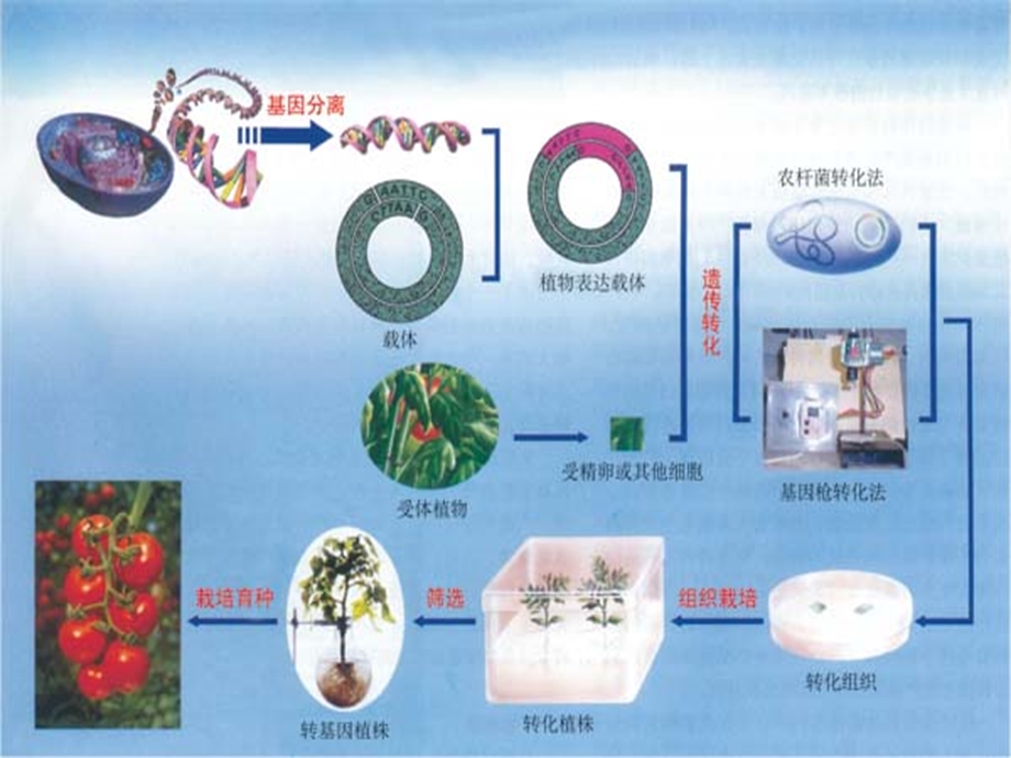 植物转基因技术原理及要点ppt课件.ppt_第2页