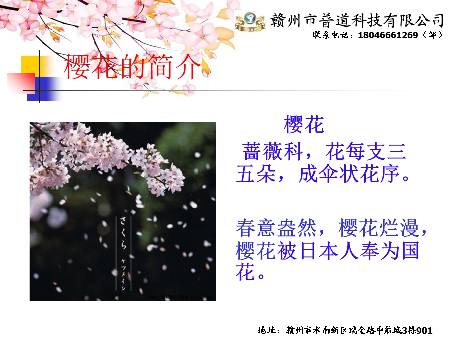 樱花知识介绍ppt课件.ppt_第2页