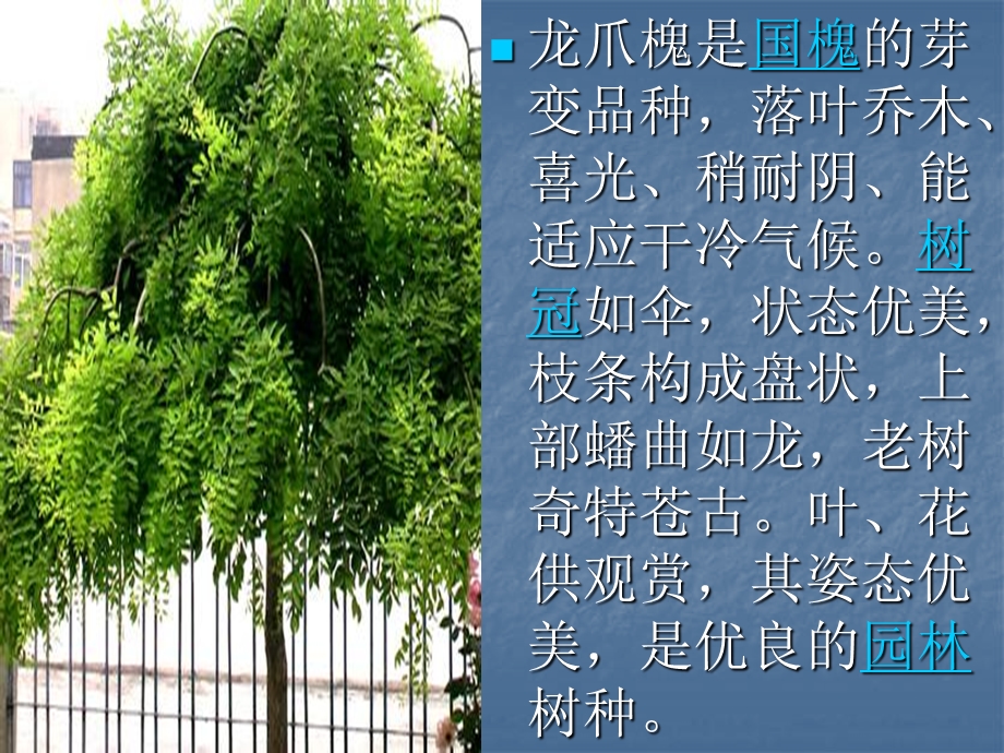 植物观察记录报告ppt课件.ppt_第2页