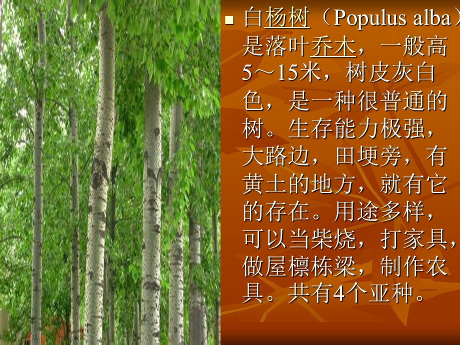 植物观察记录报告ppt课件.ppt_第3页