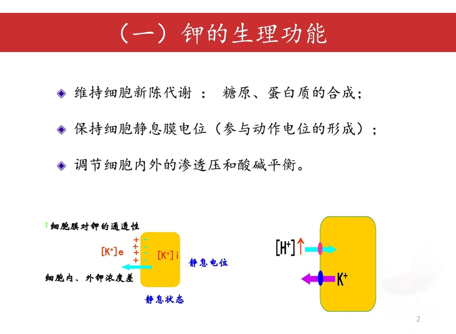 正常钾代谢及钾代谢ppt课件.ppt_第2页