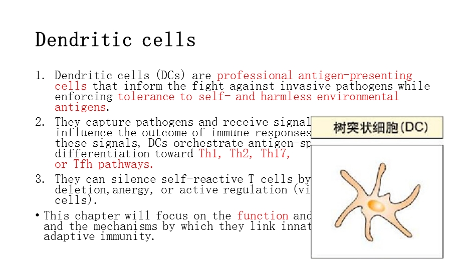 树突状细胞ppt课件.pptx_第2页