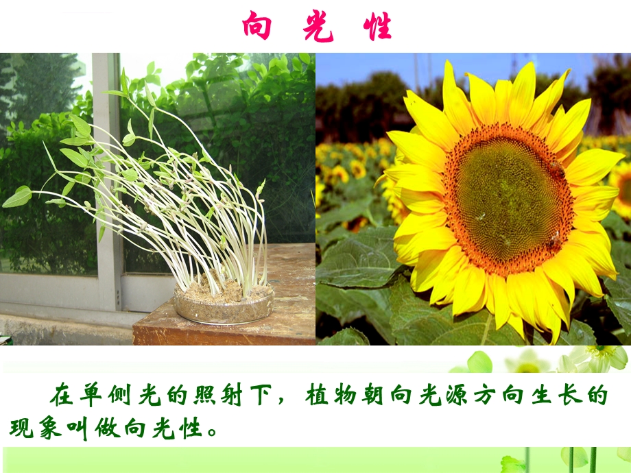 植物生长素的发现(动画实验)ppt课件.ppt_第2页