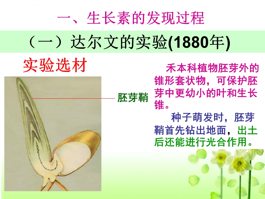 植物生长素的发现(动画实验)ppt课件.ppt_第3页