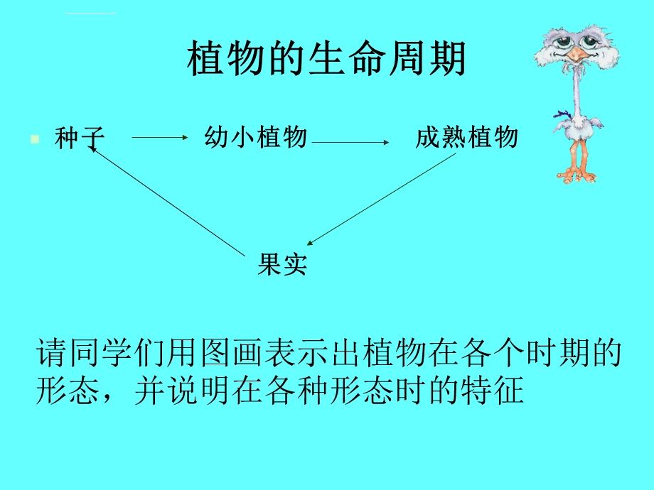 植物的生命周期ppt课件.ppt_第1页