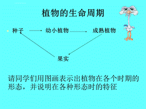 植物的生命周期ppt课件.ppt