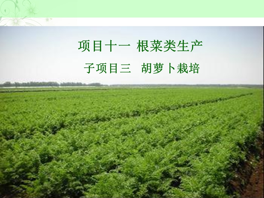 根菜类蔬菜生产技术胡萝卜栽培概述ppt课件.ppt_第1页