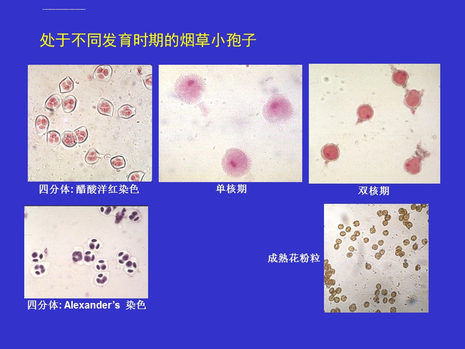 植物花药和花粉培养ppt课件.ppt_第2页