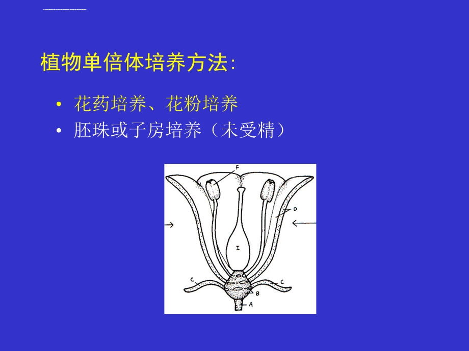 植物花药和花粉培养ppt课件.ppt_第3页