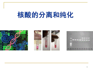 核酸分离和纯化ppt课件.ppt