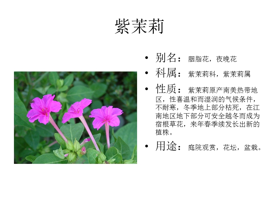 景观常用花卉ppt课件.ppt_第2页