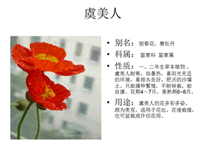 景观常用花卉ppt课件.ppt