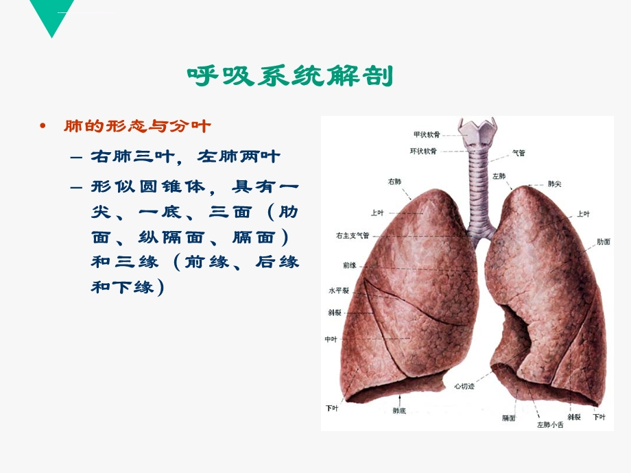 核医学：呼吸系统ppt课件.ppt_第3页