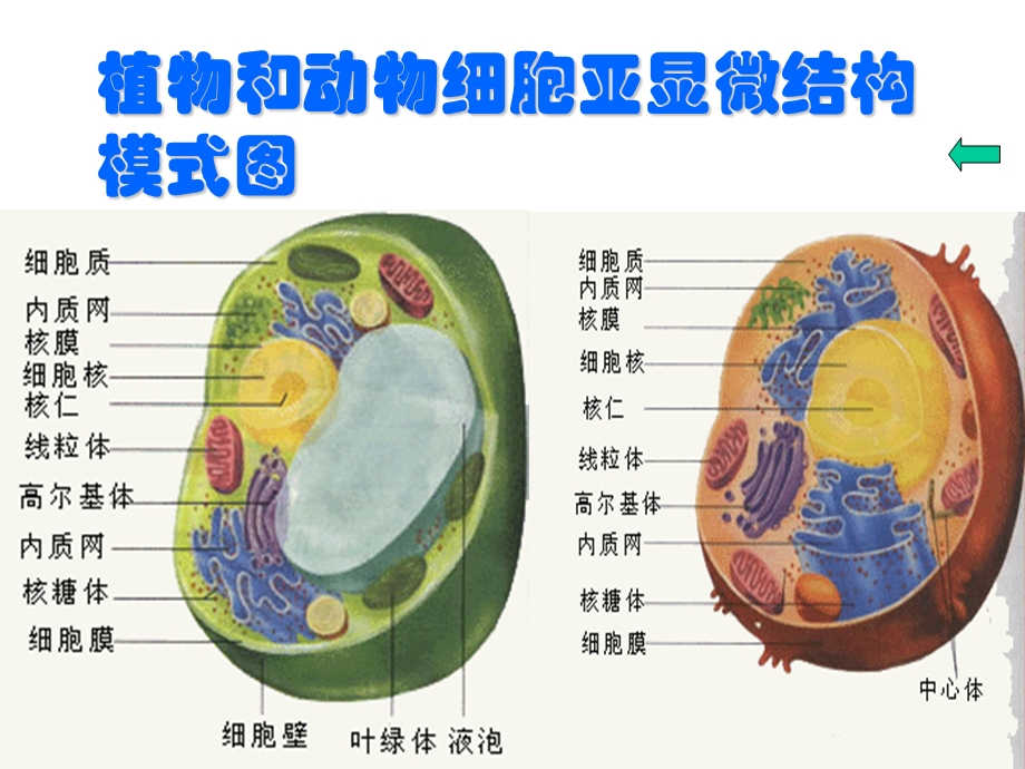 植物和动物细胞亚显微结构模式图ppt课件.ppt_第1页