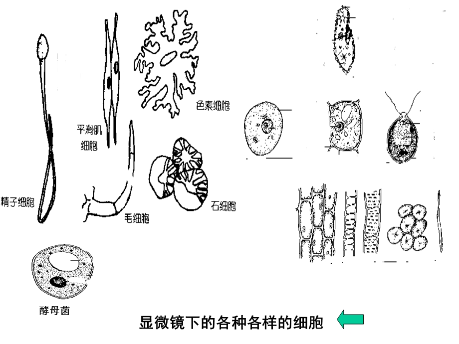 植物和动物细胞亚显微结构模式图ppt课件.ppt_第2页