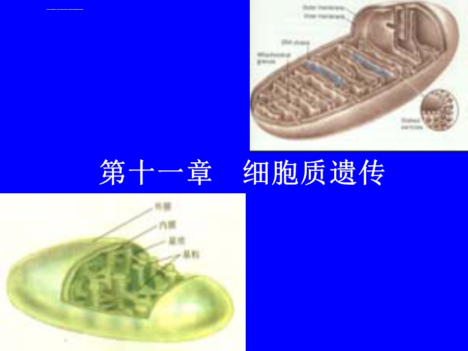 普通遗传学细胞质遗传ppt课件.ppt_第1页