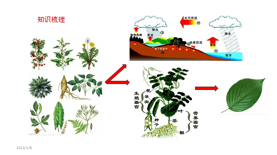 植物三大生理作用ppt课件.ppt_第1页