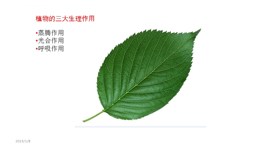 植物三大生理作用ppt课件.ppt_第2页