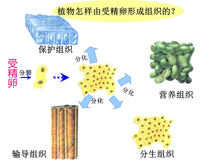 植物的结构层次ppt课件.ppt_第3页