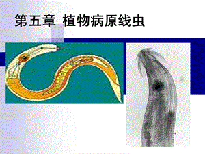 植物病原线虫ppt课件.ppt