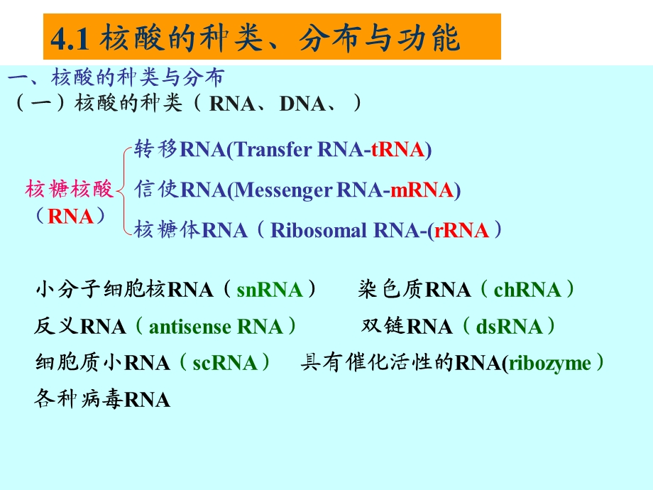 核酸种类分布 与功能ppt课件.ppt_第1页