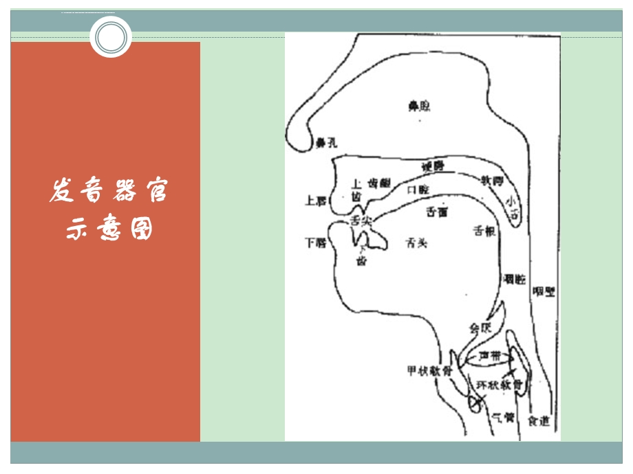 普通话声母发音训练ppt课件.ppt_第2页