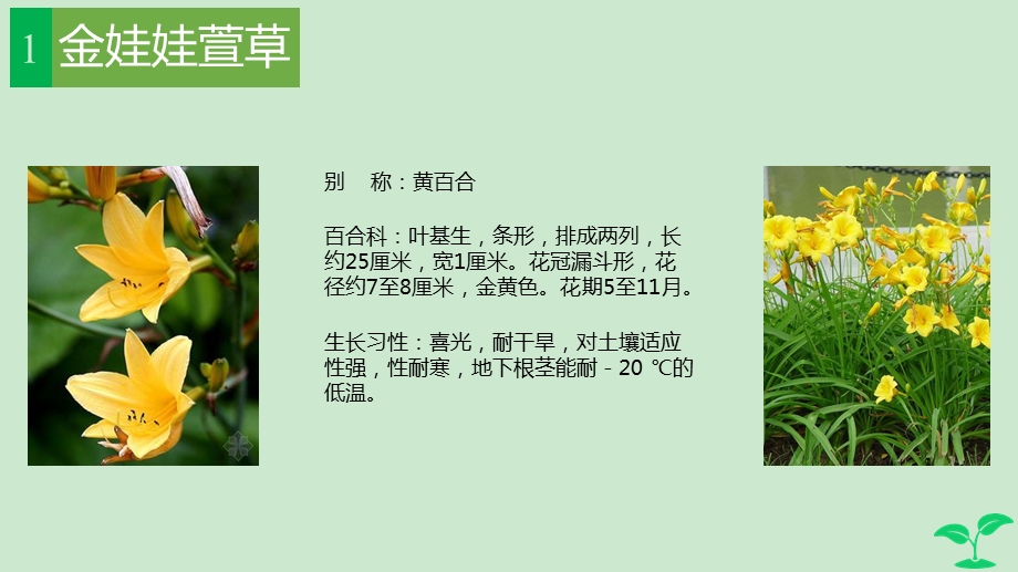 植物调查报告武钰皓ppt课件.ppt_第2页